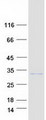 PQLC1 Protein - Purified recombinant protein PQLC1 was analyzed by SDS-PAGE gel and Coomassie Blue Staining