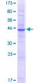 PQLC2 Protein - 12.5% SDS-PAGE of human PQLC2 stained with Coomassie Blue
