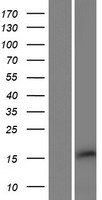 PQLC2L Protein - Western validation with an anti-DDK antibody * L: Control HEK293 lysate R: Over-expression lysate
