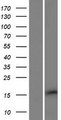 PQLC2L Protein - Western validation with an anti-DDK antibody * L: Control HEK293 lysate R: Over-expression lysate