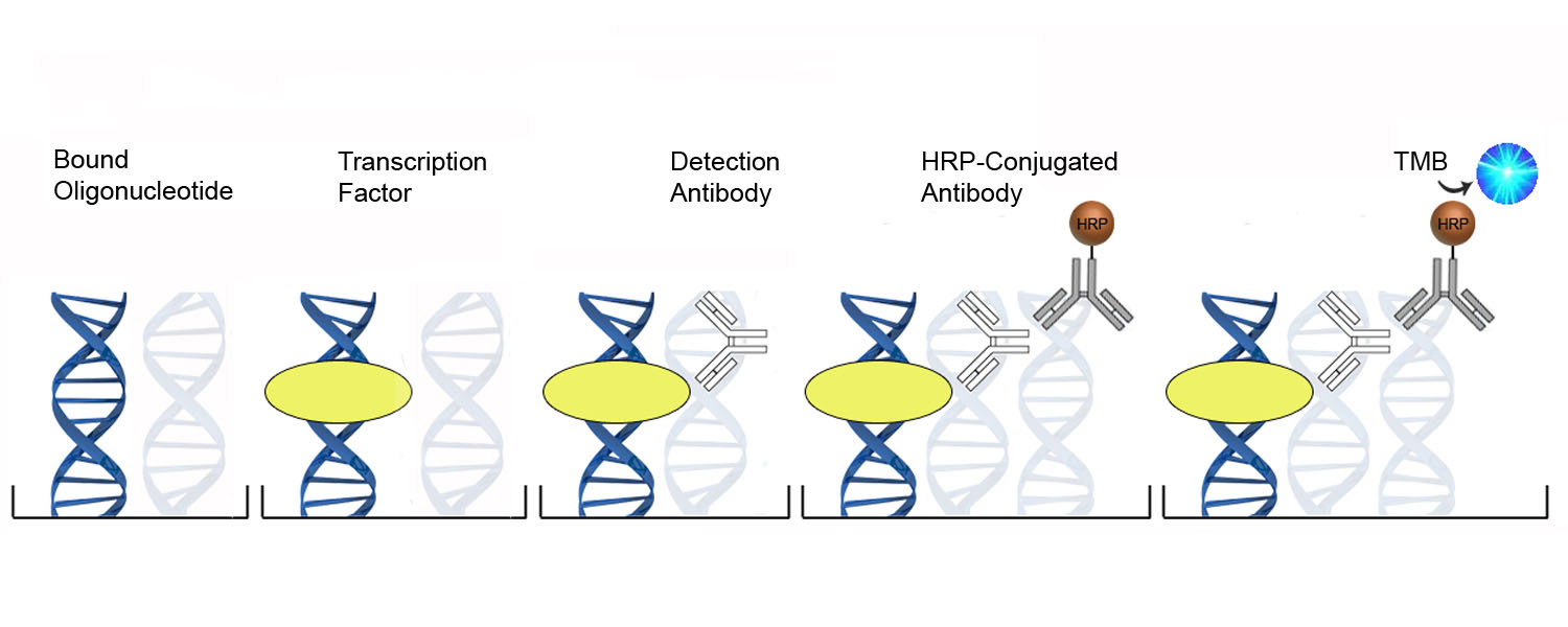 PR / Progesterone Receptor ELISA Kit - DNA-Binding ELISA Platform Overview