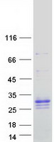 PRADC1 Protein - Purified recombinant protein PRADC1 was analyzed by SDS-PAGE gel and Coomassie Blue Staining