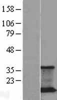 PRAF2 Protein - Western validation with an anti-DDK antibody * L: Control HEK293 lysate R: Over-expression lysate