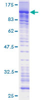 PRAM1 Protein - 12.5% SDS-PAGE of human PRAM-1 stained with Coomassie Blue