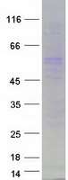PRAME Protein - Purified recombinant protein PRAME was analyzed by SDS-PAGE gel and Coomassie Blue Staining