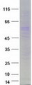 PRAME Protein - Purified recombinant protein PRAME was analyzed by SDS-PAGE gel and Coomassie Blue Staining