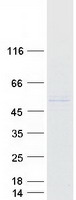 PRAMEF10 Protein - Purified recombinant protein PRAMEF10 was analyzed by SDS-PAGE gel and Coomassie Blue Staining