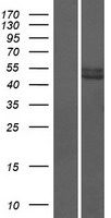 PRAMEF12 Protein - Western validation with an anti-DDK antibody * L: Control HEK293 lysate R: Over-expression lysate