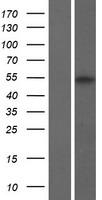PRAMEF20 Protein - Western validation with an anti-DDK antibody * L: Control HEK293 lysate R: Over-expression lysate