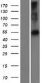 PRAMEF22 Protein - Western validation with an anti-DDK antibody * L: Control HEK293 lysate R: Over-expression lysate