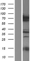 PRC1 Protein - Western validation with an anti-DDK antibody * L: Control HEK293 lysate R: Over-expression lysate