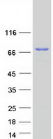 PRC1 Protein - Purified recombinant protein PRC1 was analyzed by SDS-PAGE gel and Coomassie Blue Staining