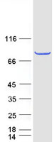PRCC / RCCP1 Protein - Purified recombinant protein PRCC was analyzed by SDS-PAGE gel and Coomassie Blue Staining