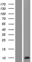 PRCD Protein - Western validation with an anti-DDK antibody * L: Control HEK293 lysate R: Over-expression lysate