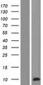 PRCD Protein - Western validation with an anti-DDK antibody * L: Control HEK293 lysate R: Over-expression lysate