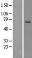 PRCP Protein - Western validation with an anti-DDK antibody * L: Control HEK293 lysate R: Over-expression lysate