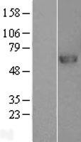 PRCP Protein - Western validation with an anti-DDK antibody * L: Control HEK293 lysate R: Over-expression lysate