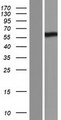 PRDM11 Protein - Western validation with an anti-DDK antibody * L: Control HEK293 lysate R: Over-expression lysate