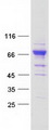 PRDM11 Protein - Purified recombinant protein PRDM11 was analyzed by SDS-PAGE gel and Coomassie Blue Staining