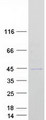 PRDM12 Protein - Purified recombinant protein PRDM12 was analyzed by SDS-PAGE gel and Coomassie Blue Staining
