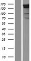 PRDM16 Protein - Western validation with an anti-DDK antibody * L: Control HEK293 lysate R: Over-expression lysate