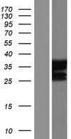 PRDM2 / RIZ1 Protein - Western validation with an anti-DDK antibody * L: Control HEK293 lysate R: Over-expression lysate