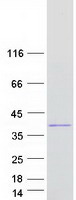 PRDM2 / RIZ1 Protein - Purified recombinant protein PRDM2 was analyzed by SDS-PAGE gel and Coomassie Blue Staining