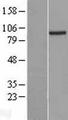 PRDM4 Protein - Western validation with an anti-DDK antibody * L: Control HEK293 lysate R: Over-expression lysate