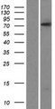 PRDM5 Protein - Western validation with an anti-DDK antibody * L: Control HEK293 lysate R: Over-expression lysate