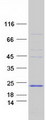 PRDM7 Protein - Purified recombinant protein PRDM7 was analyzed by SDS-PAGE gel and Coomassie Blue Staining
