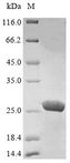 PRDX1 / Peroxiredoxin 1 Protein - (Tris-Glycine gel) Discontinuous SDS-PAGE (reduced) with 5% enrichment gel and 15% separation gel.