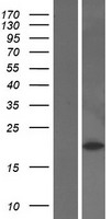 PRDX2 / Peroxiredoxin 2 Protein - Western validation with an anti-DDK antibody * L: Control HEK293 lysate R: Over-expression lysate