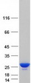 PRDX2 / Peroxiredoxin 2 Protein - Purified recombinant protein PRDX2 was analyzed by SDS-PAGE gel and Coomassie Blue Staining