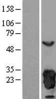 PRDX3 / Peroxiredoxin 3 Protein - Western validation with an anti-DDK antibody * L: Control HEK293 lysate R: Over-expression lysate