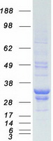 PRDX3 / Peroxiredoxin 3 Protein - Purified recombinant protein PRDX3 was analyzed by SDS-PAGE gel and Coomassie Blue Staining