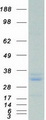 PRDX4 / Peroxiredoxin 4 Protein - Purified recombinant protein PRDX4 was analyzed by SDS-PAGE gel and Coomassie Blue Staining