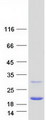 PRDX5 / Peroxiredoxin 5 Protein - Purified recombinant protein PRDX5 was analyzed by SDS-PAGE gel and Coomassie Blue Staining