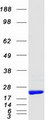 PRDX5 / Peroxiredoxin 5 Protein - Purified recombinant protein PRDX5 was analyzed by SDS-PAGE gel and Coomassie Blue Staining