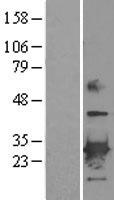 PRDX6 / Peroxiredoxin 6 Protein - Western validation with an anti-DDK antibody * L: Control HEK293 lysate R: Over-expression lysate