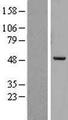 PREB Protein - Western validation with an anti-DDK antibody * L: Control HEK293 lysate R: Over-expression lysate
