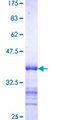 PREB Protein - 12.5% SDS-PAGE Stained with Coomassie Blue.