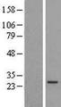 PRELID1 Protein - Western validation with an anti-DDK antibody * L: Control HEK293 lysate R: Over-expression lysate