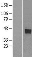 PRELP / Prolargin Protein - Western validation with an anti-DDK antibody * L: Control HEK293 lysate R: Over-expression lysate