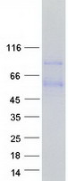 PRELP / Prolargin Protein - Purified recombinant protein PRELP was analyzed by SDS-PAGE gel and Coomassie Blue Staining