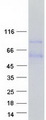 PRELP / Prolargin Protein - Purified recombinant protein PRELP was analyzed by SDS-PAGE gel and Coomassie Blue Staining