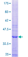 PREP / Prolyl Endopeptidase Protein - 12.5% SDS-PAGE Stained with Coomassie Blue.
