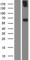 PRF1 / Perforin Protein - Western validation with an anti-DDK antibody * L: Control HEK293 lysate R: Over-expression lysate