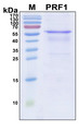PRF1 / Perforin Protein - SDS-PAGE under reducing conditions and visualized by Coomassie blue staining