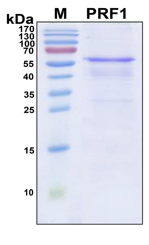 PRF1 / Perforin Protein - SDS-PAGE under reducing conditions and visualized by Coomassie blue staining
