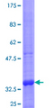PRF1 / Perforin Protein - 12.5% SDS-PAGE Stained with Coomassie Blue.